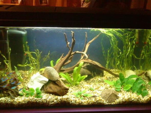 becken neu - (Tiere, Fische, Aquarium)