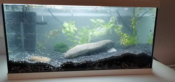 Fische - Ratgeber & Forum - gutefrage.net