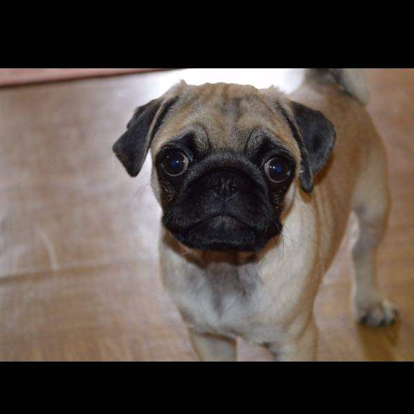 Wie findet ihr meinen Mops? Vom Aussehen? Bitte nur an Hunde-Besitzer ...