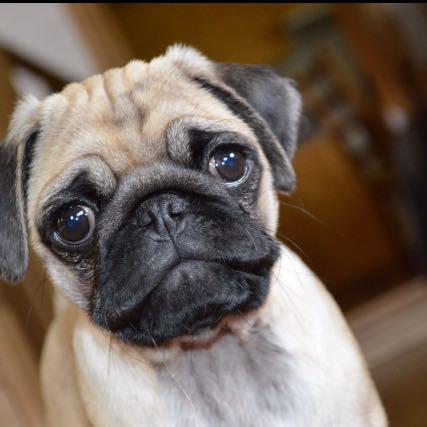 Wie findet ihr meinen Mops? Vom Aussehen? Bitte nur an Hunde-Besitzer ...