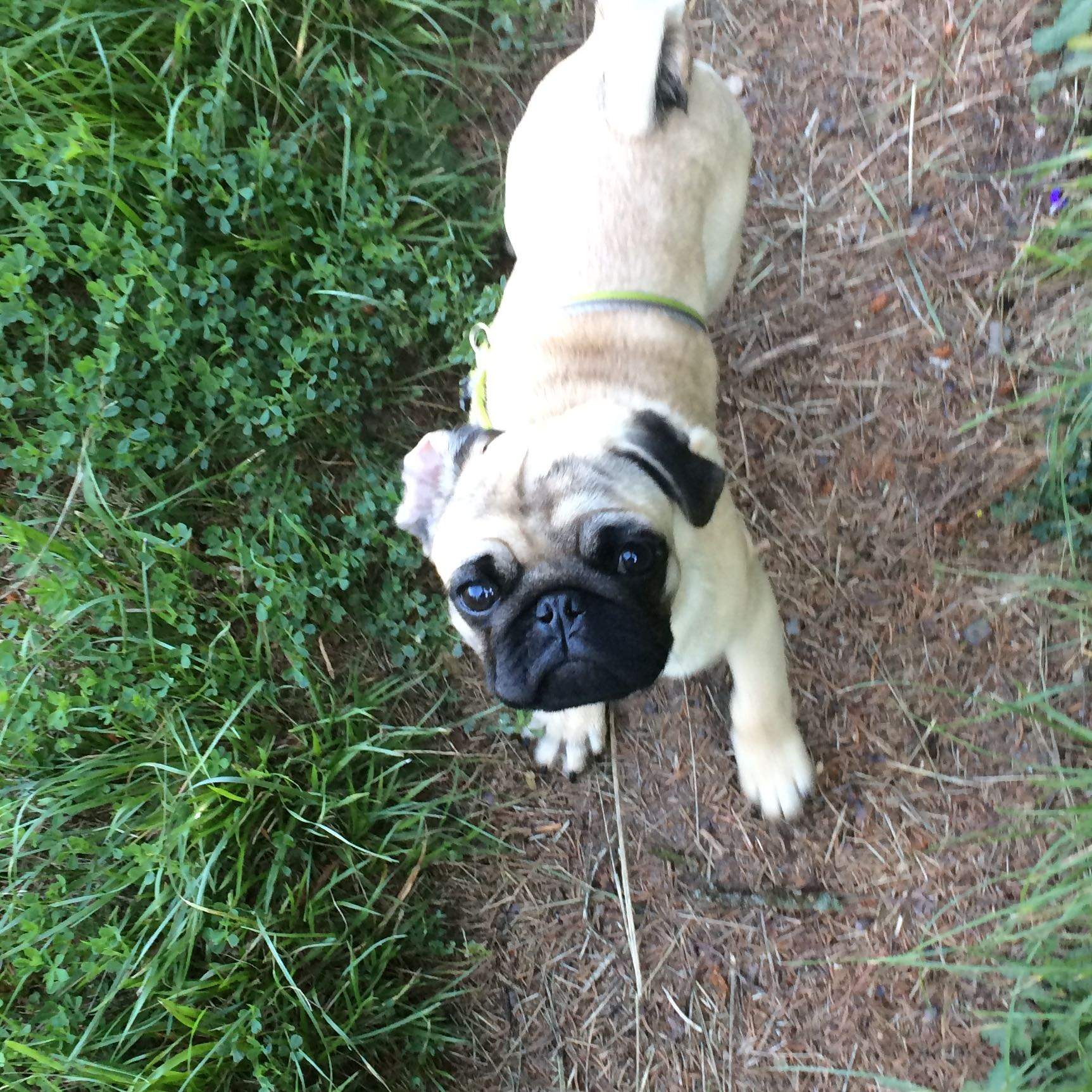 Wie findet ihr meinen Mops? Vom Aussehen? Bitte nur an HundeBesitzer