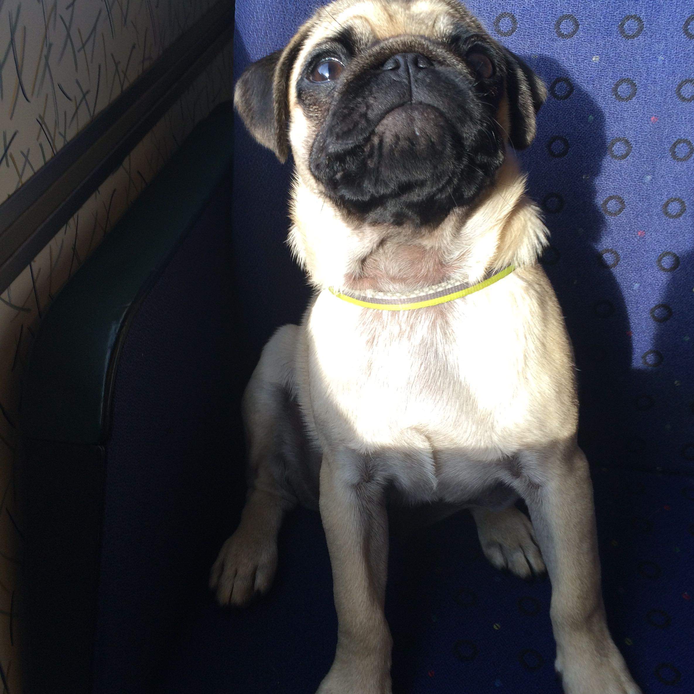 Wie findet ihr meinen Mops? Vom Aussehen? Bitte nur an HundeBesitzer