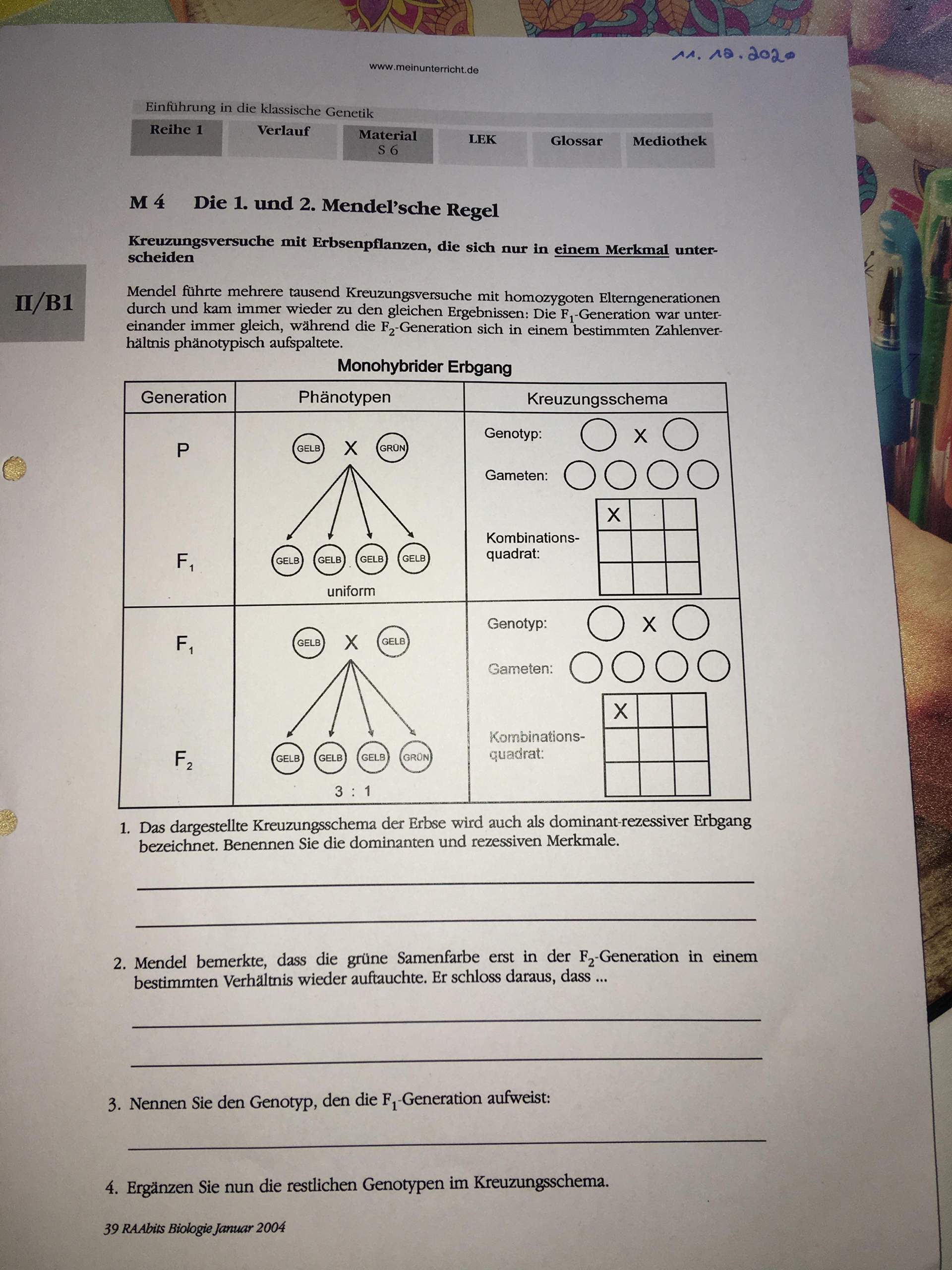 Wie funktionieret das AB mit der 1 und 2 Mendel‘schen Regel? (Schule