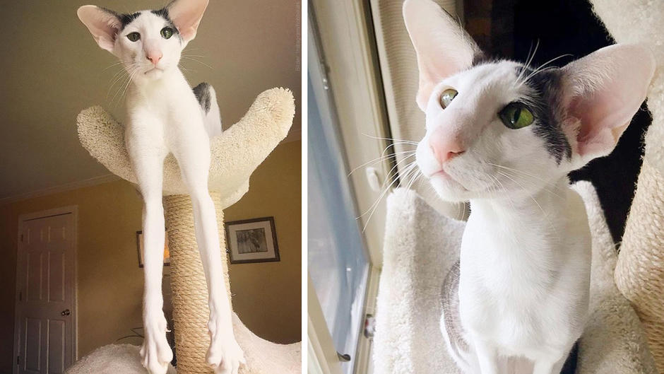 Wie Gefallen Euch Diese Hauskatzen Mit Den Gro en Ohren Tiere wie-gefallen-euch-diese-hauskatzen-mit-den-gro-en-ohren-tiere