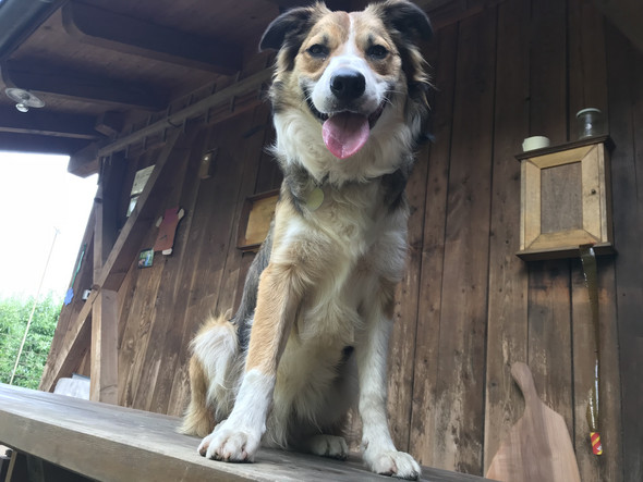 Wie Gewohne Ich Meinen Junghund Das Markieren Ab Hund