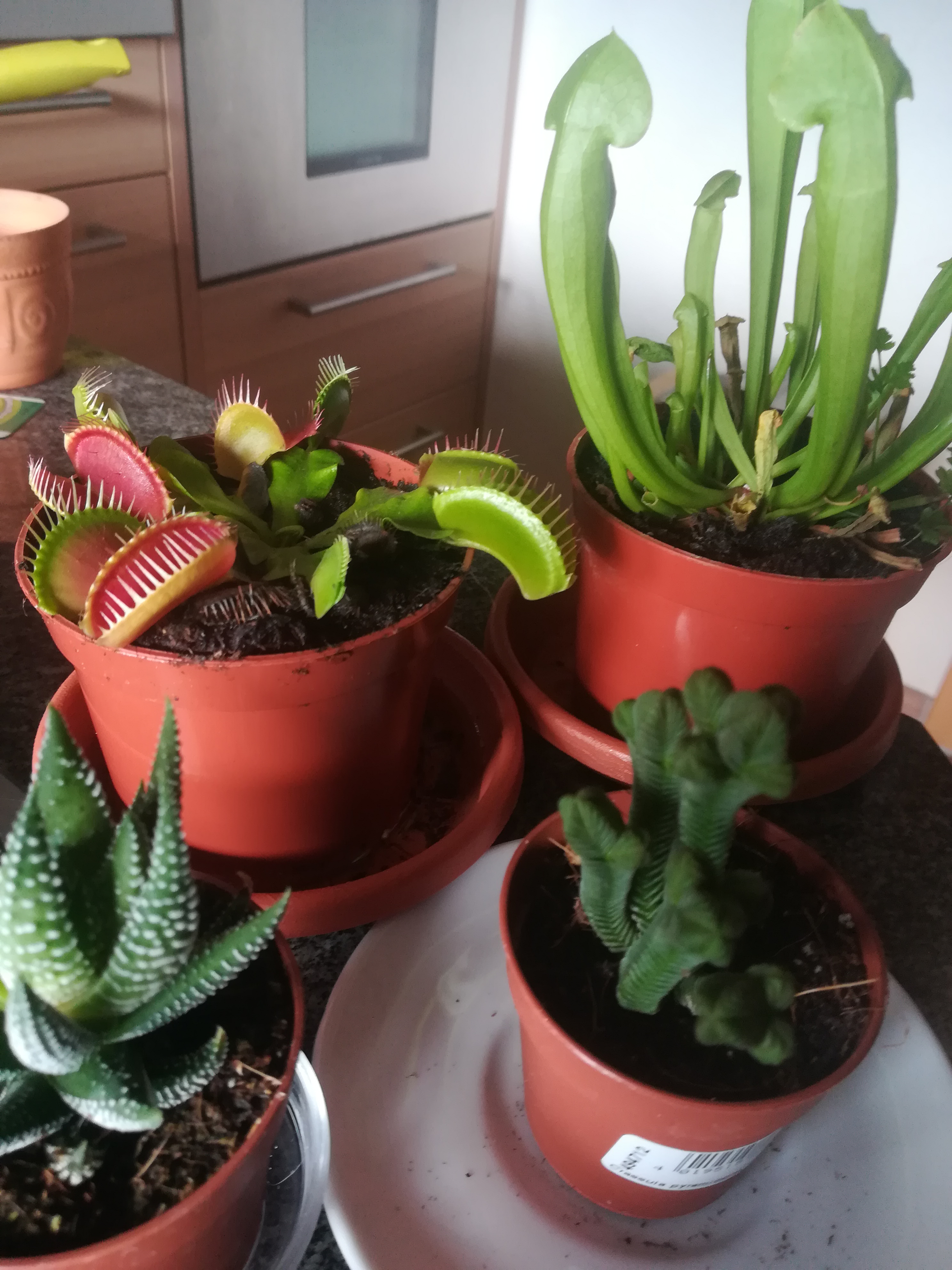 Gieen Im Winter Balkonpflanzen Und Gartenpflanzen Gieen Gieen Im Winter Balkonpflanzen Und Gartenpflanzen Gieen