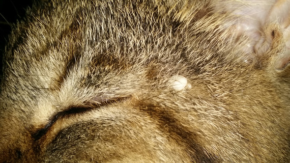 Wie Grieg Ich Die Zecke Raus Und Wie Entsorge Ich Es Mit Bild