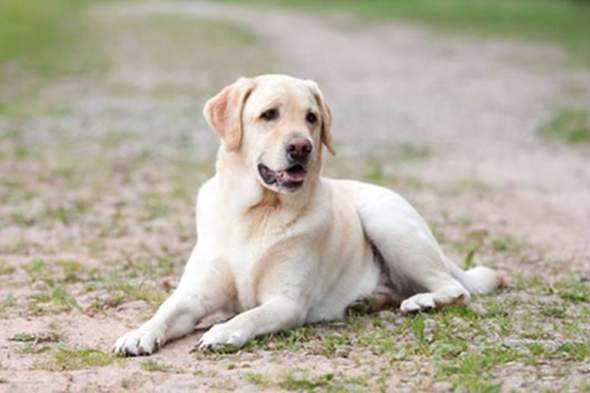 Wie groß ist der genetische Unterschied zwischen einem Labrador und einem Golden Retriever?