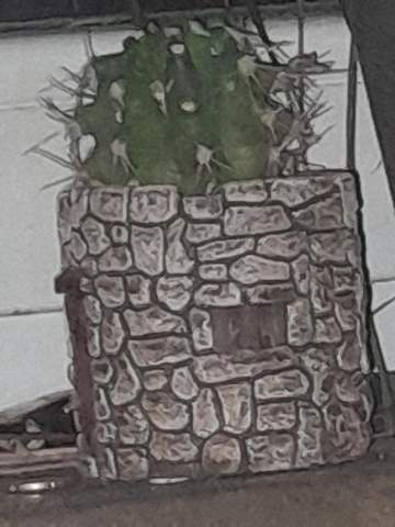 Wie groß kann dieser kaktus werden?