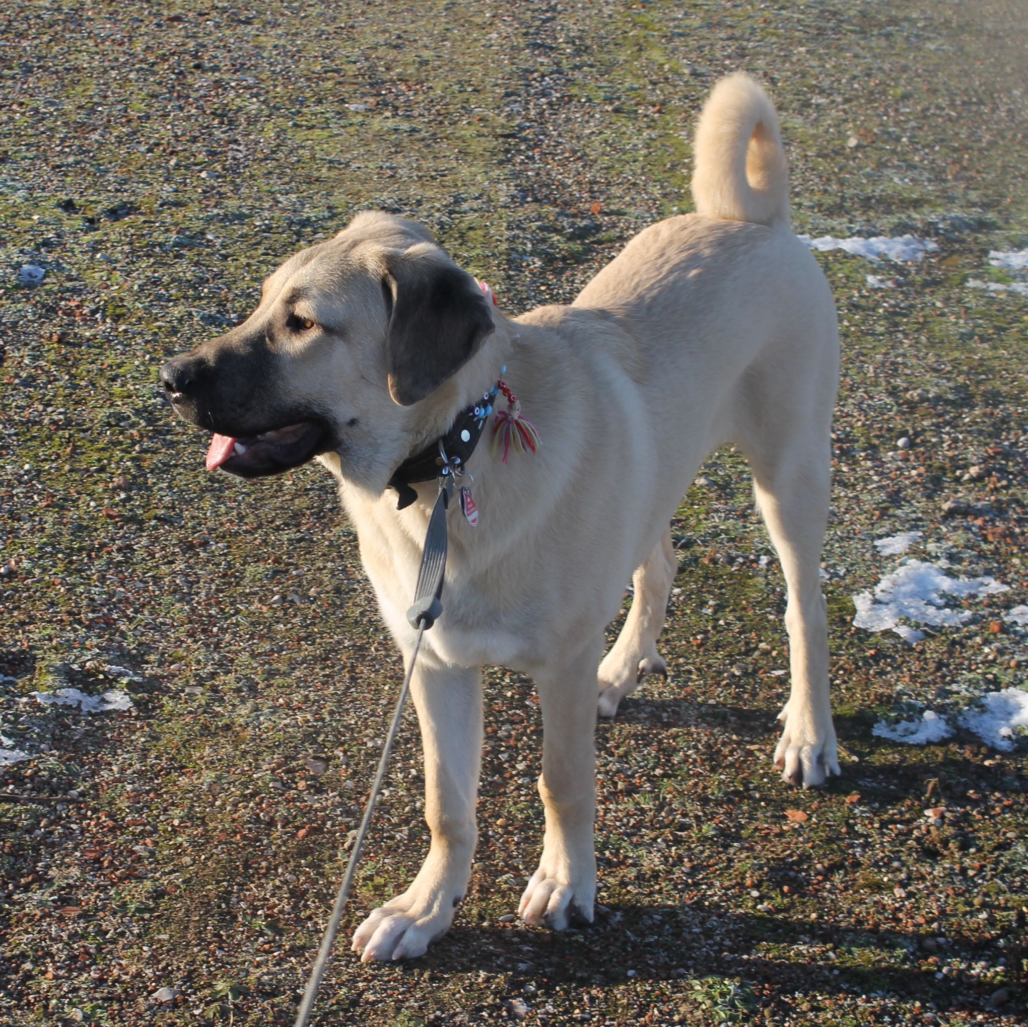 Wie groß meint ihr wird dieser Hund? (Tiere, Welpen, Junghund)