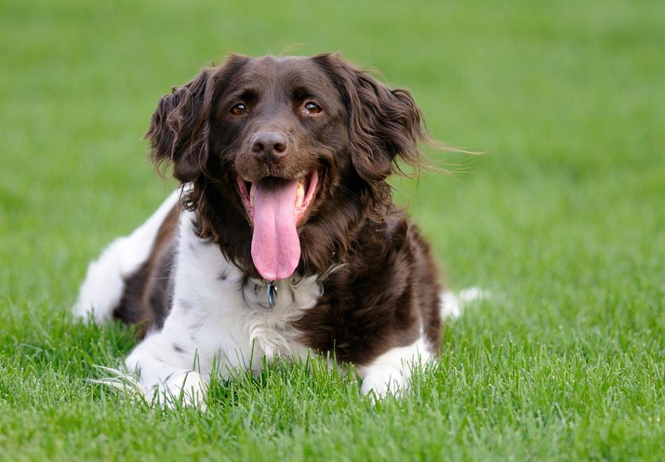 Wie groß werden Münsterländer (Hunde)? (Tiere, Hund, Gewicht)