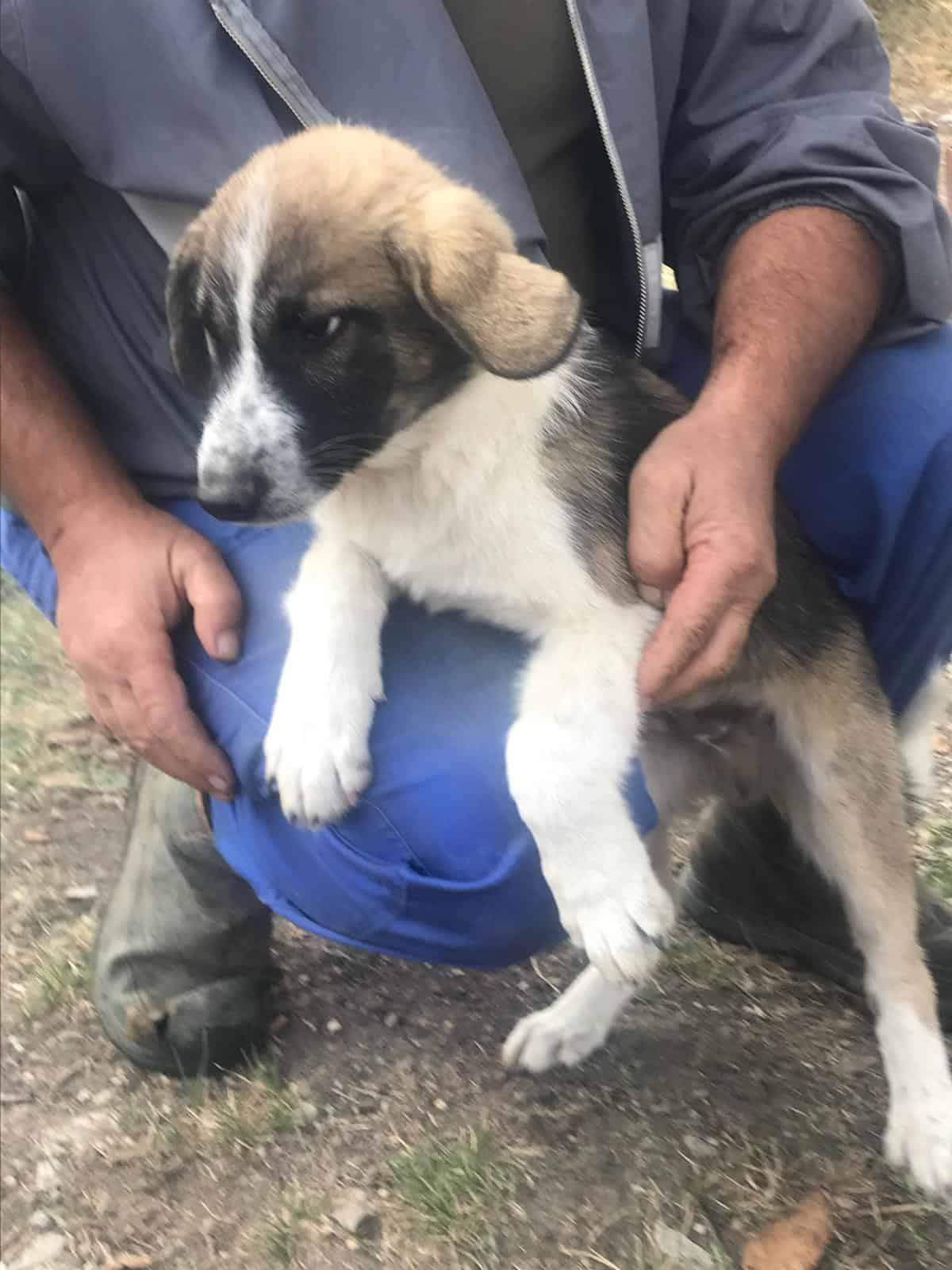 alter hund akzeptiert welpen nicht