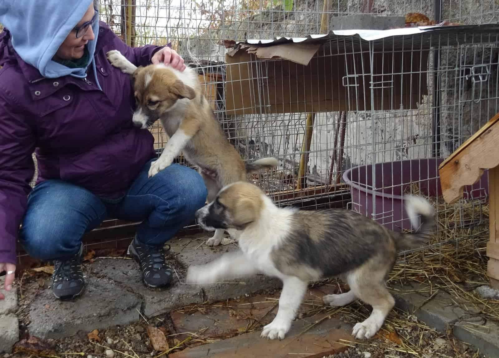 Wie groß wird dieser 4 Monate alte Rüde? (Hund, Größe, Welpen)