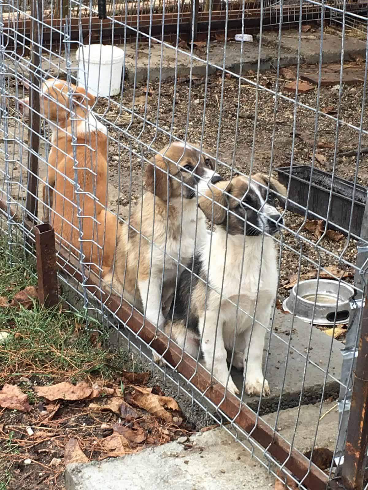 Wie groß wird dieser 4 Monate alte Rüde? (Hund, Größe, Welpen)