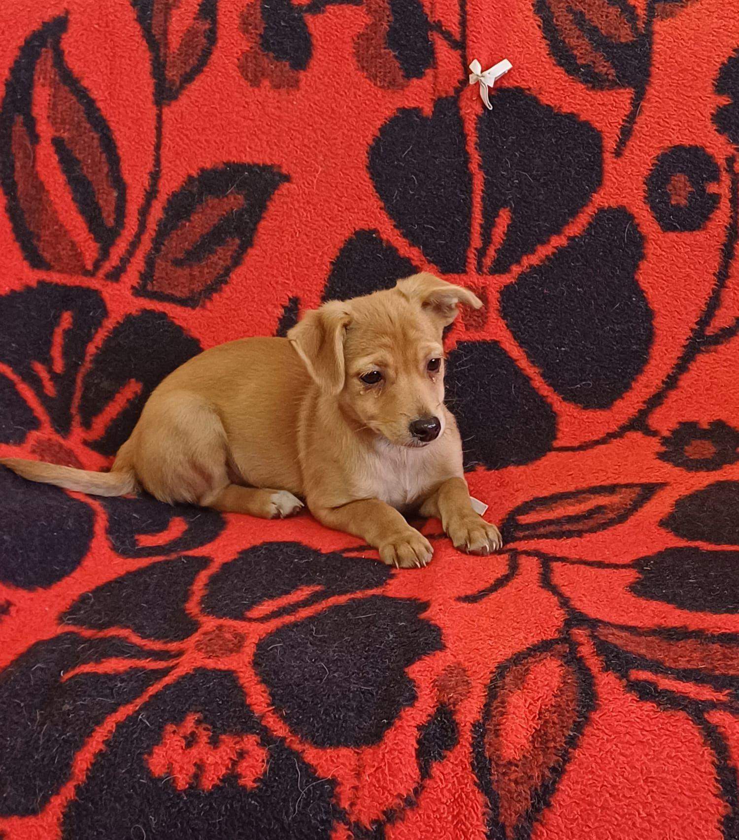 Wie groß wird dieser Welpe? (Tierhaltung, Welpen, Hunderasse)