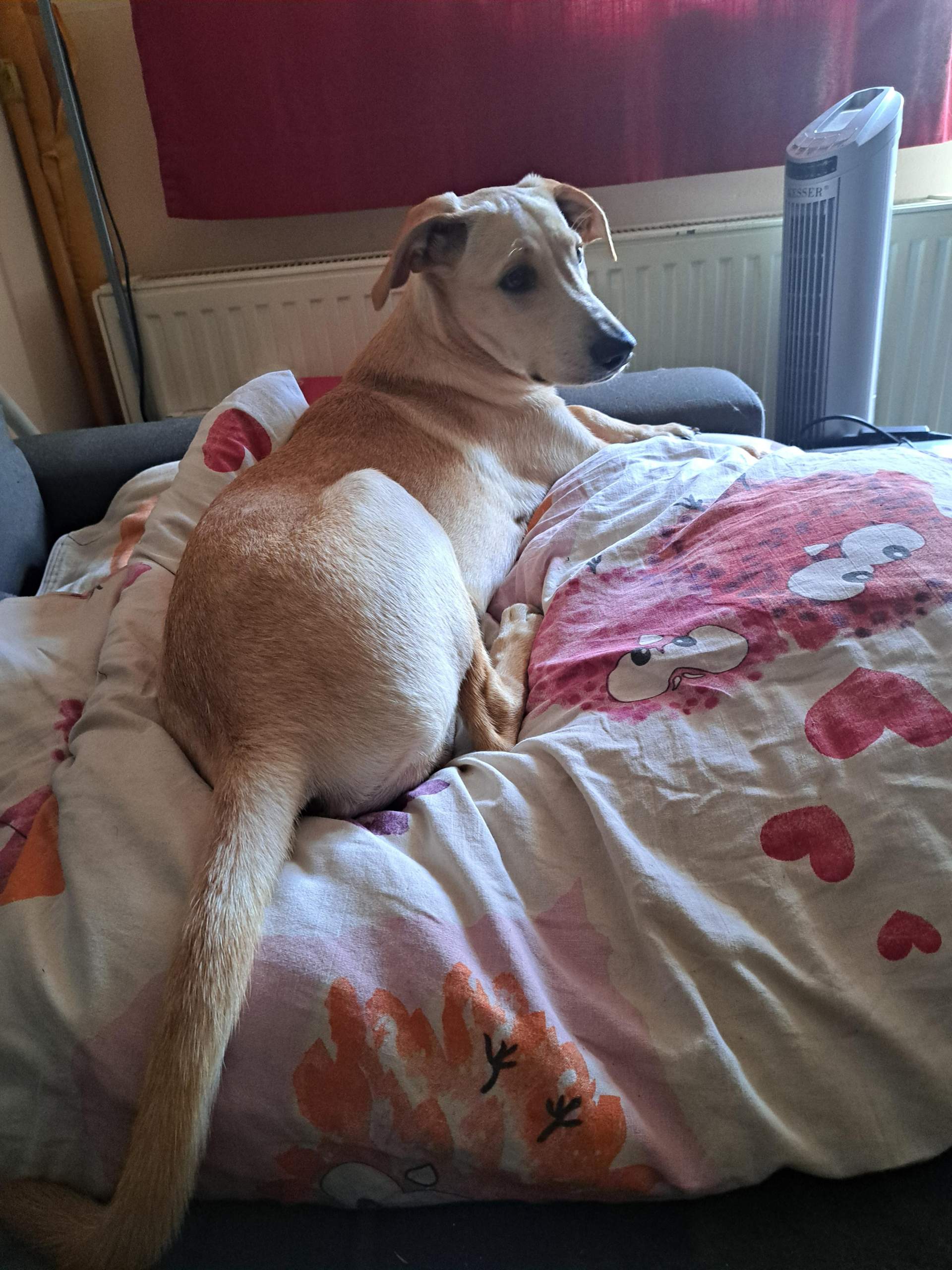 Wie Groß Wird Mein Hund 4 Monate Wie groß wird mein 4 monate alter hund wen er erwaschen ist kann mir da