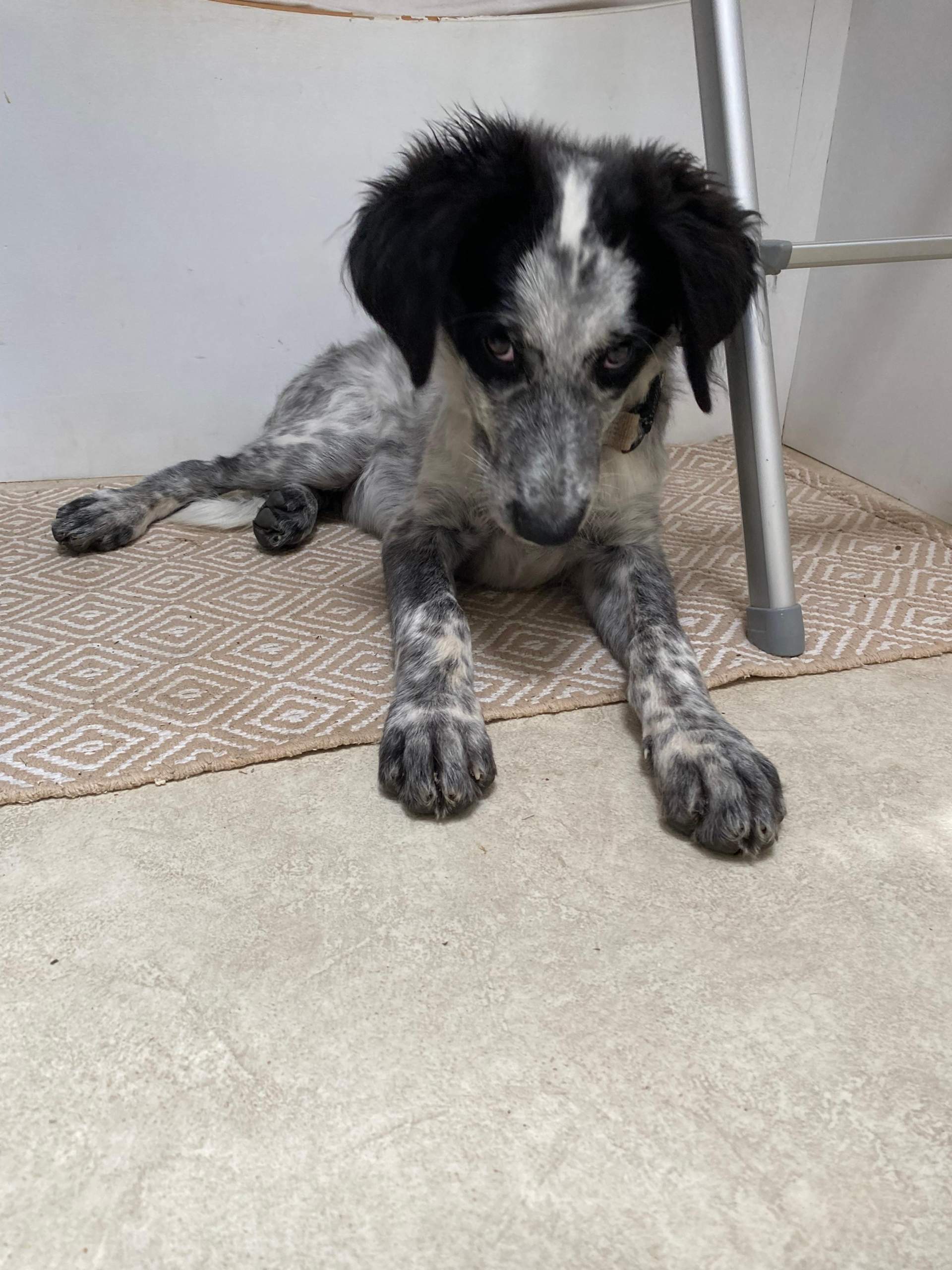 Wie groß wird mein Hund ungefähr er ist ein 4 Monate alter rüde und 12 kg schwer und 45cm hoch