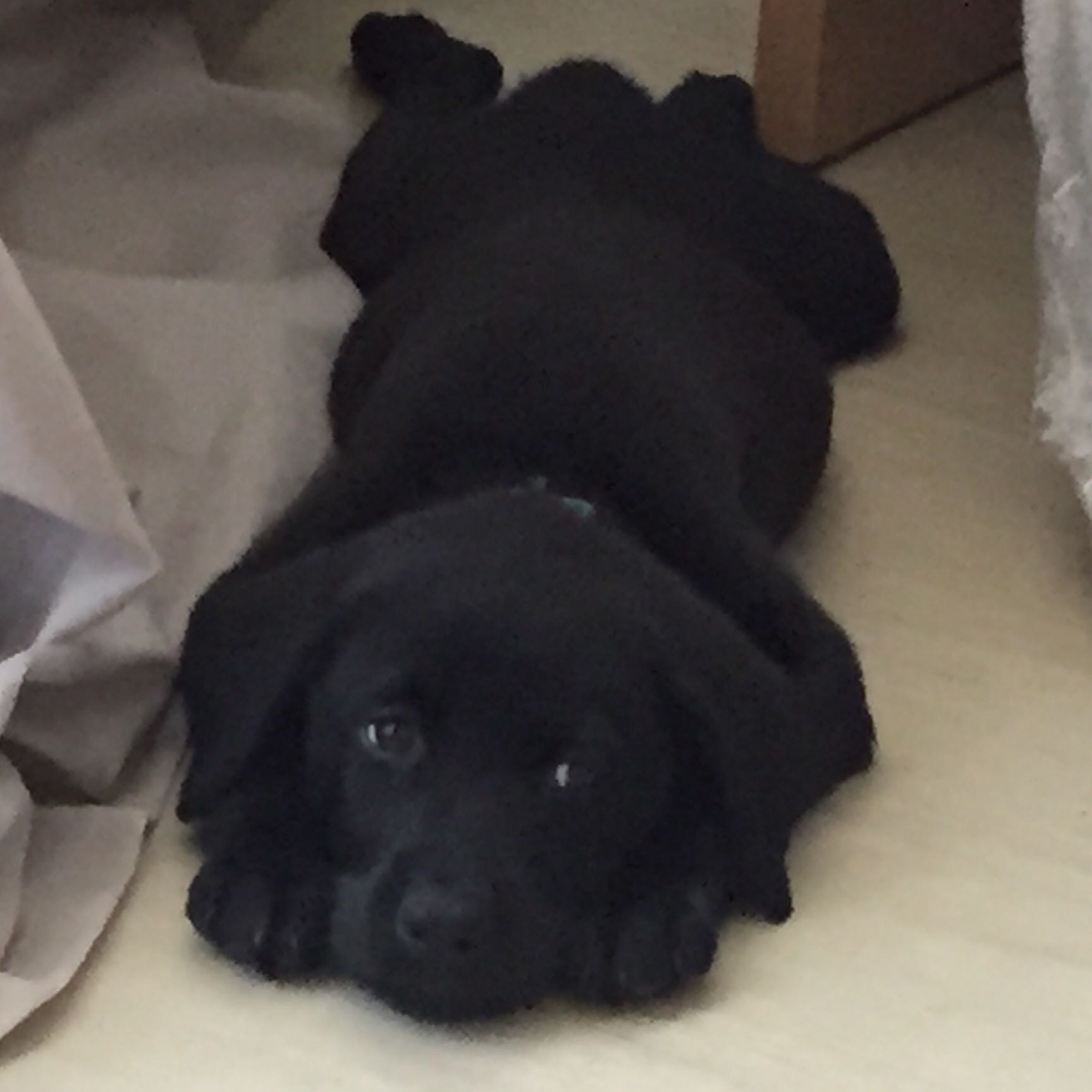 Wie groß könnte mein Hund werden, was meint ihr? (Welpen)