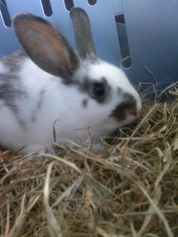 Mein Kaninchen Sunny - (Größe, Kaninchen, Rasse)