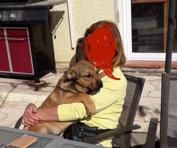 wie gross wird mein mischling welpe endgrosse grosse wachstum welpen