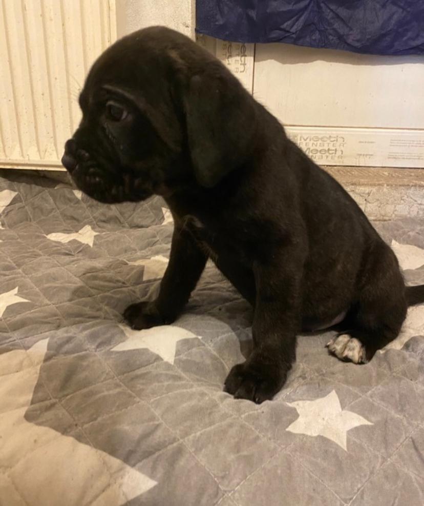 Wie groß wird mein Welpe? (Hund, Welpen)