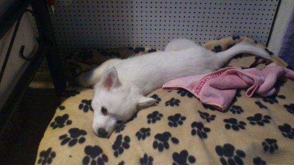 Wie groß wird mein Welpe ca? (Tiere, Hund, Haustiere)