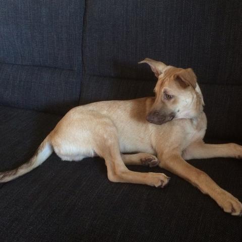 wie gross wird mein welpe mal 4 5 monate hund grosse welpen