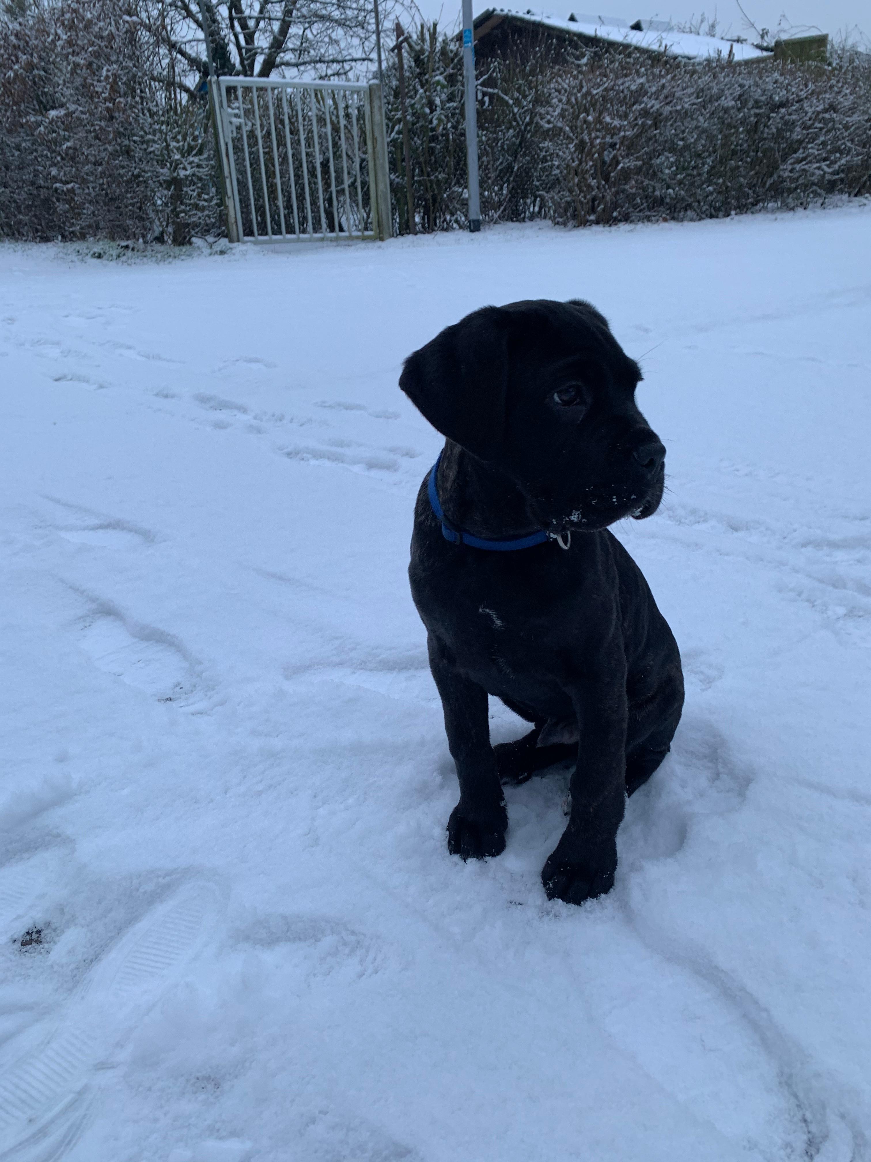 Wie groß wird mein Welpe noch? (Tiere, Hund, Welpen)