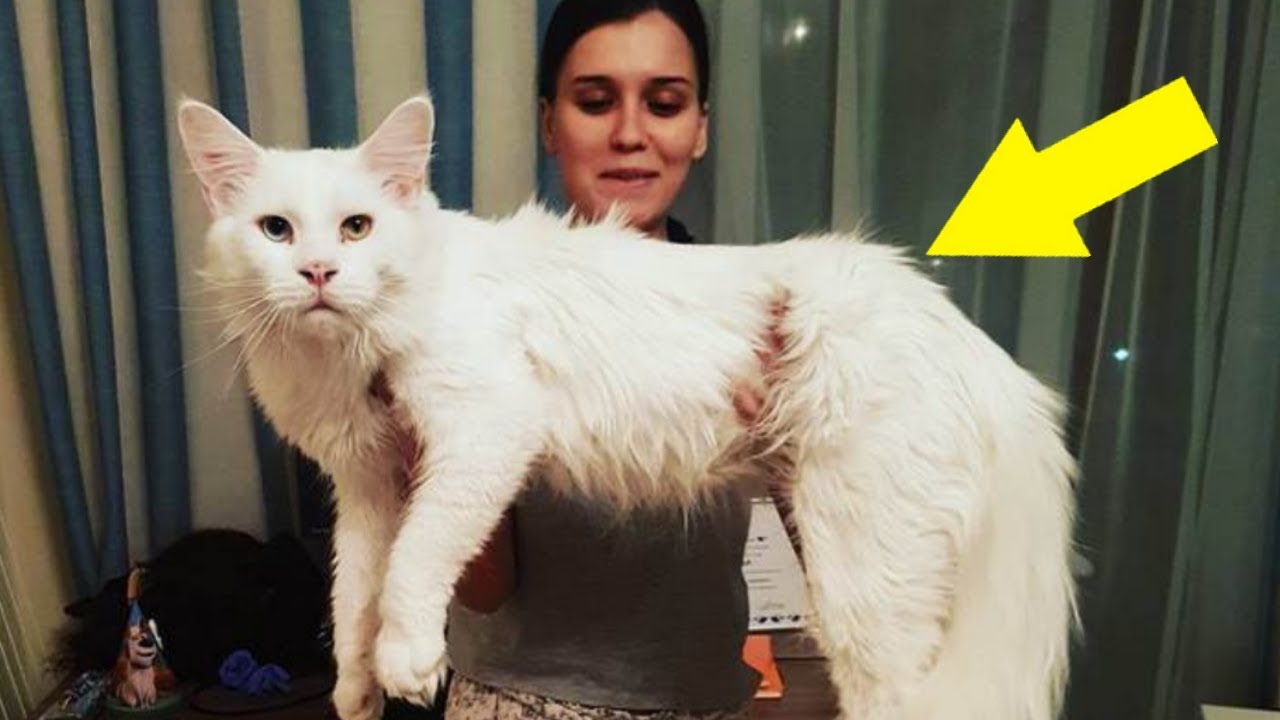 Wie hebt man Katzen richtig hoch? (Tiere, Katze, Haustiere)