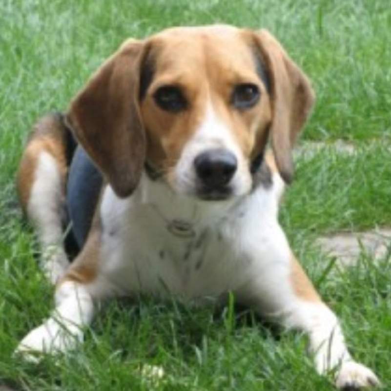 Wie Heiden die Hunde Rassen ( Bild ) (Hund, Charakter, Rasse)