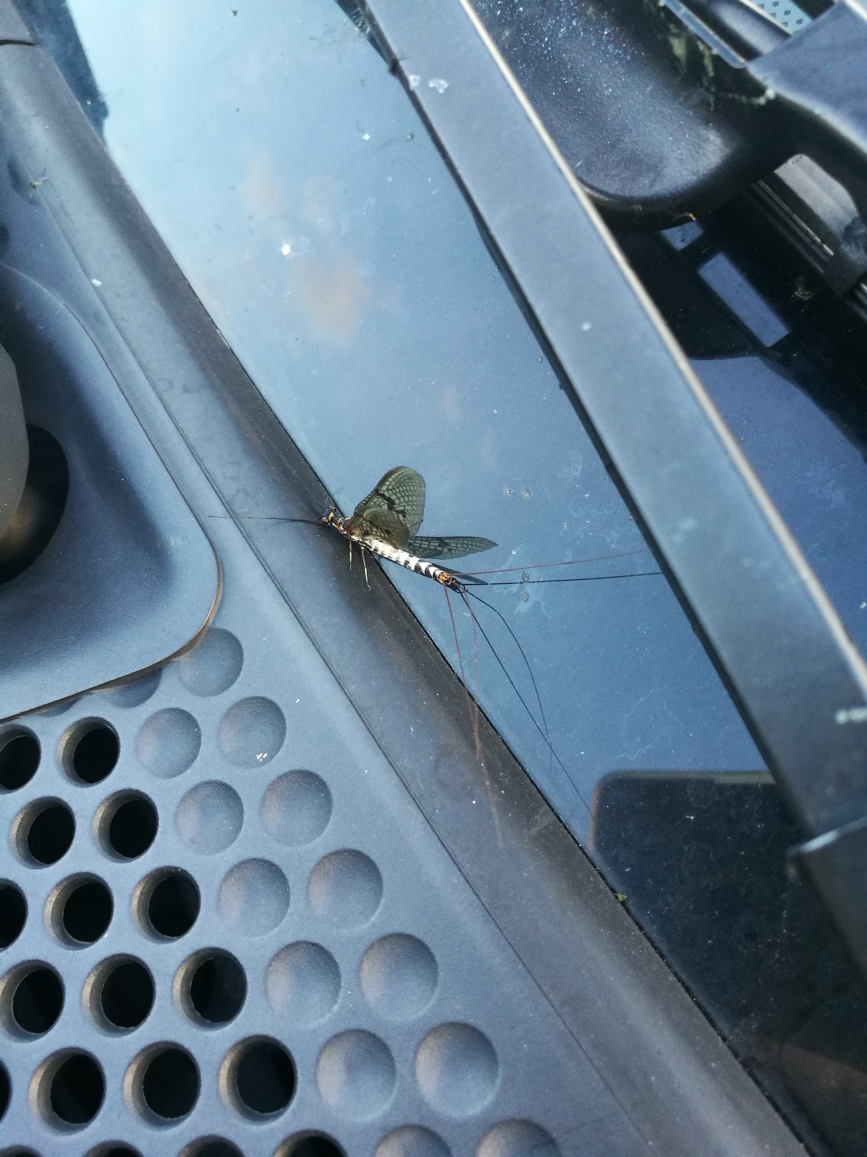 Wie heißen die insekten die im sommer immer auf meinem ...