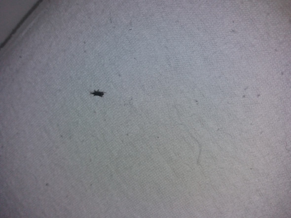 - (Wohnung, Haus, Insekten)