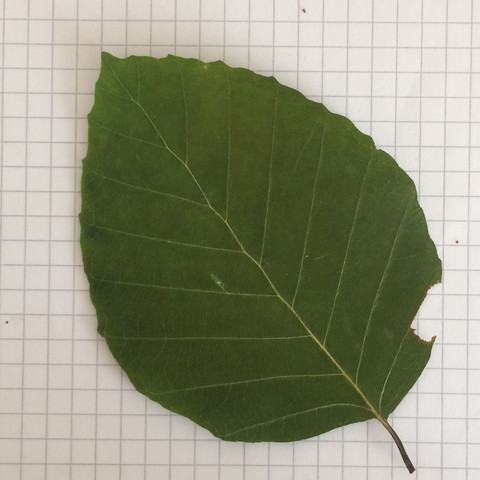 1 Baum - (Biologie, Baum, Blätter)