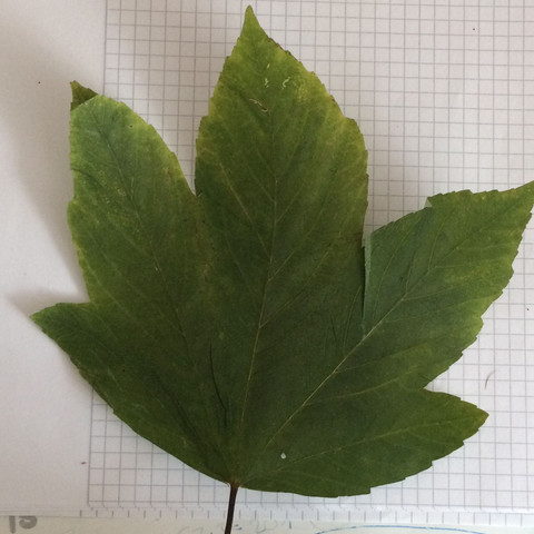 2 Baum - (Biologie, Baum, Blätter)
