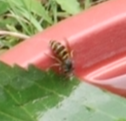 Wie heißen diese bienenähnlichen Insekten genau?