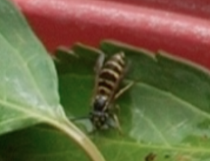 Tierchen2 - (Insekten, Bienen, Wespen)