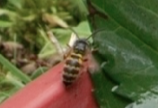 Tierchen3 - (Insekten, Bienen, Wespen)