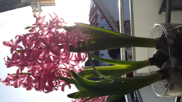Diese - (Bilder, Foto, Natur)