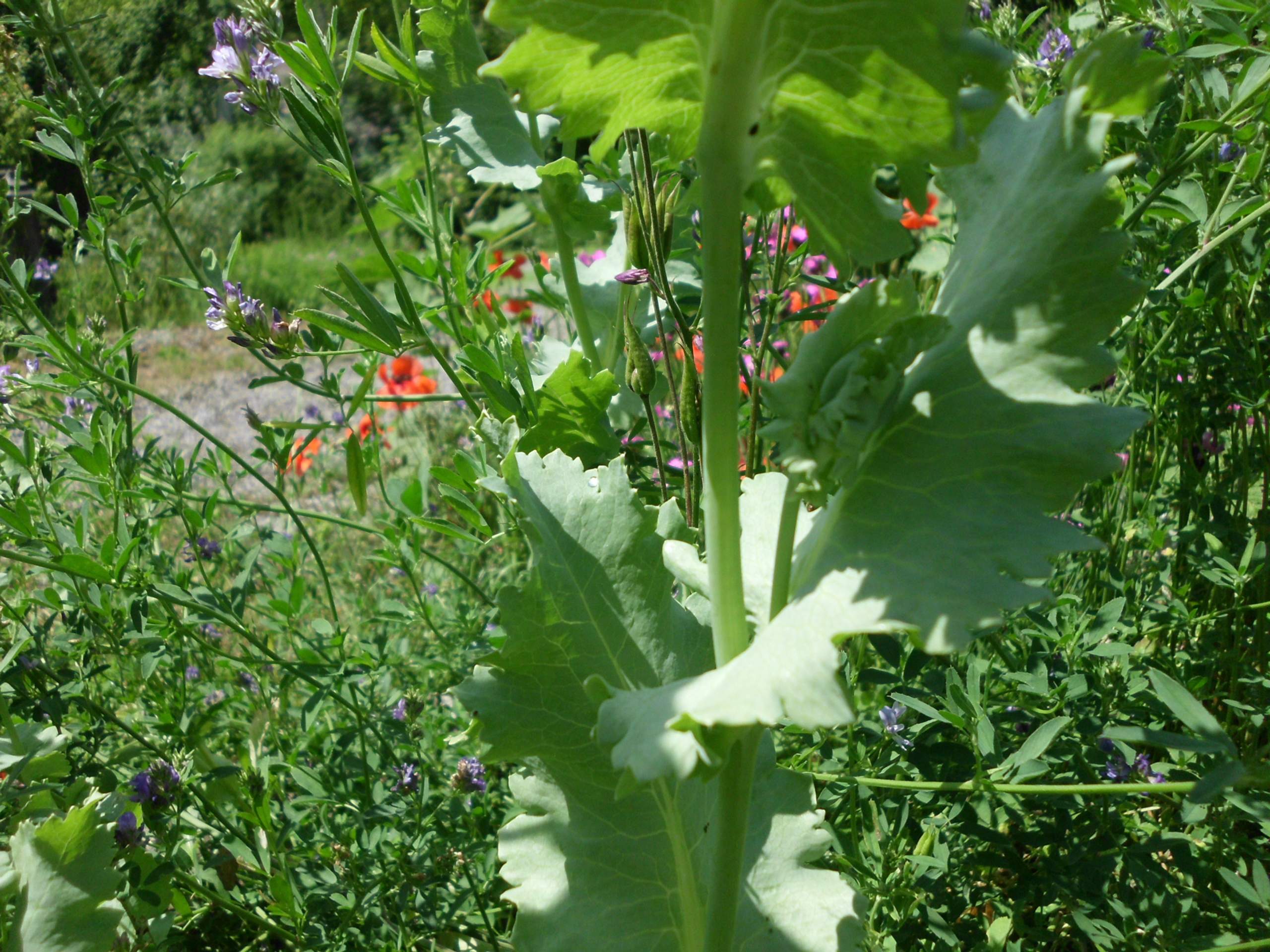 Wie heißen diese Blumen Die eine ist violett und sieht Mohn ähnlich