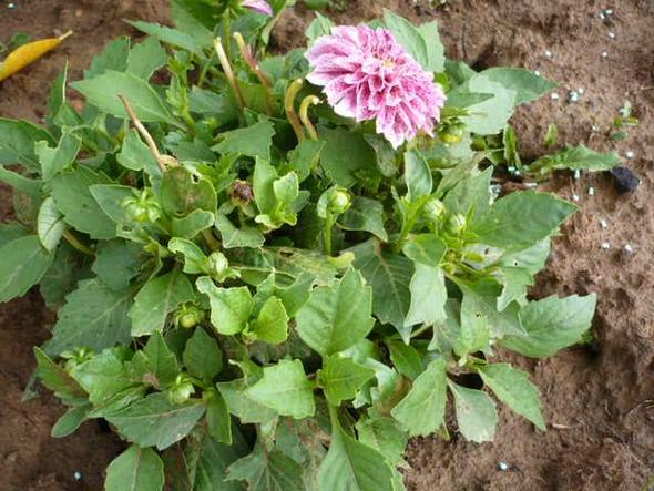 Dahlien-Rhizome Großpackung - Winterharte Blütenpracht Für Garten