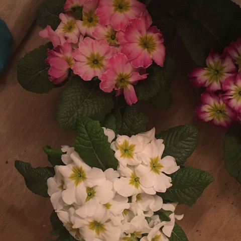 Name? - (Garten, Pflanzen, Natur)
