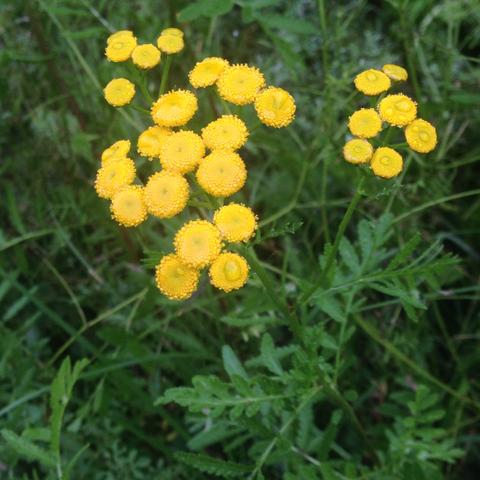 Gelbe blumen bilder Gelbe blumen bilder