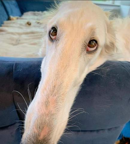 Bok Rasse Wie heißen diese Hunde also die Rasse? (Hund, Hunderasse)