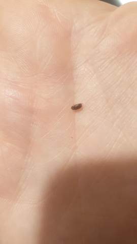 Wie heißen diese Käfer sie hängen an der Küchendecke? (Computer, Küche