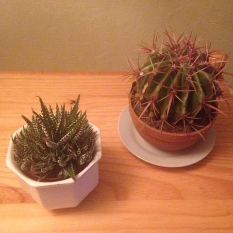 Die 2 kakteen - (Pflanzen, Botanik, Kaktus)