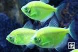 Fische und fische freundschaft Fische und fische freundschaft