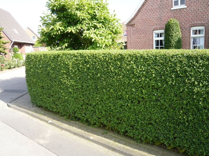 Ihr habt französisch Ihr habt französisch