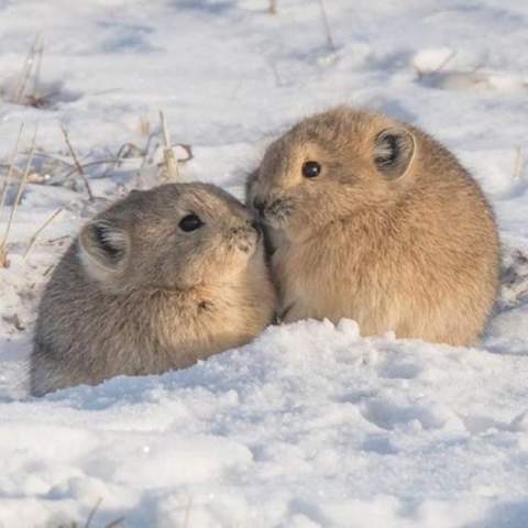 Wie Heissen Diese Unglaublich Niedlichen Tiere Dick Schnee Suss