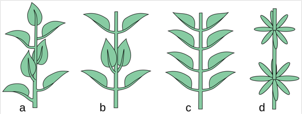 Wie heißen solche Blätter (90° gedreht, kreuzwüchsig?) - siehe Grafik (B)?