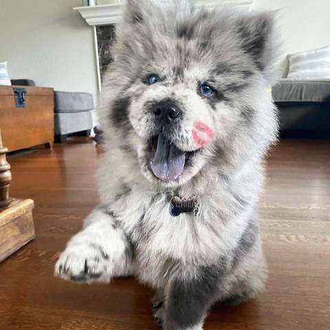 Wie Heissen Solche Hunde Tiere Hund Haustiere